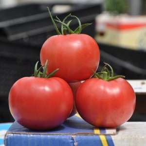 Пінк Клер F1 - томат індетермінатний, 1000 насінин, Nickerson Zwaan фото, цiна